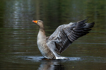 Graugans (Anser anser) © Rolf Müller