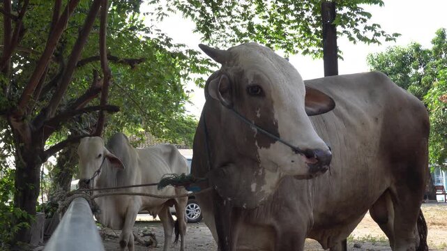 Yogyakarta, Indonesia - 1 September 2017 : The Ongole Crossbred (PO) cattle breed is characterized by its light colored coat and prominent shoulder hump. 