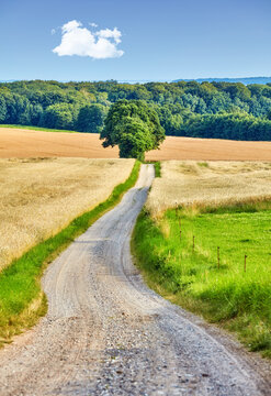 Countryside, nature and dirt path in farm, agriculture landscape and rural sustainability for meadow. Country road, outdoor and grassland location for wheat production, horticulture and Denmark