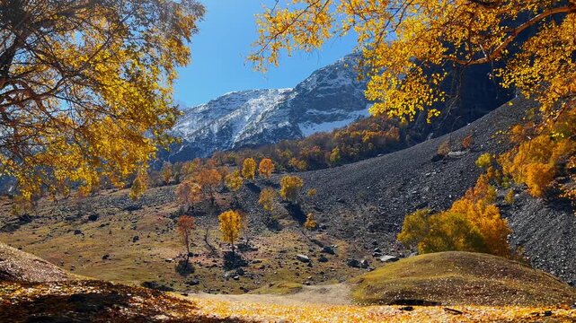 Golden Autumn Trees in Mountain Valley with Snow-Capped Peaks and Blue Sky in Naltar Valley Pakistan