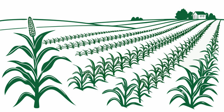 A green field of crops growing in rows Vector