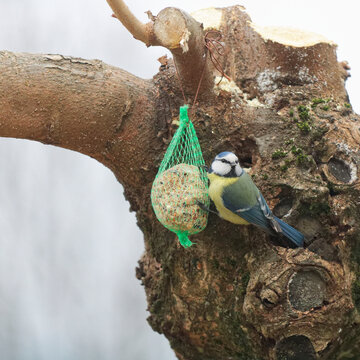 M&eacute;sange picorant un sac de graines dans un arbre un jour d' hiver