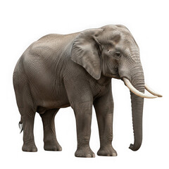 Obraz premium A Large Elephant Standing Alone On White Background isolated on transparent background