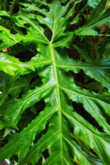 Garden, plant and philodendron with water drops, growth and tropical with sustainability outdoor. Green, ecology and split leaf in nature with morning dew, eco friendly or wet in spring with decor © peopleimages.com