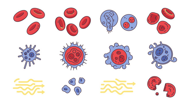 Vector illustrations of diverse blood cells healthy red cells, white cells, abnormal, and infected types for medical biology education