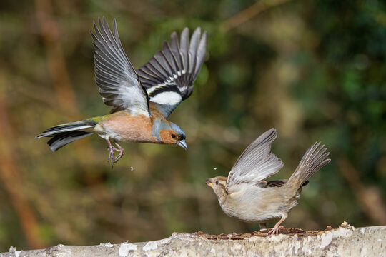 Buchfink (Fringilla coelebs) streitet mit Haussperling