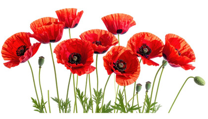 Fototapeta premium Vibrant Red Poppies Blooming Gracefully in a Natural Landscape with Green Foliage