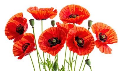 Obraz premium Vibrant Red Poppies with Delicate Petals and Green Buds on a Transparent Background