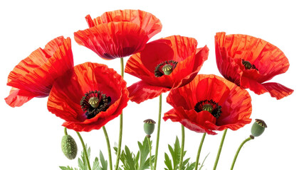 Naklejka premium Vibrant Red Poppy Flowers with Green Stems Displaying Natural Beauty on Transparent Background