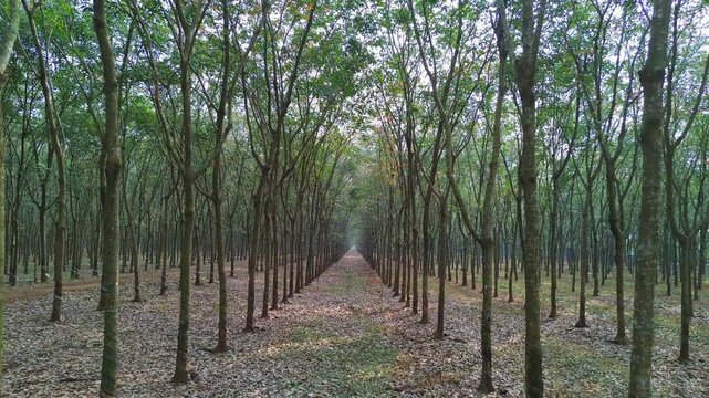 drone flythrough through rows of rubber trees in a rubber plantation covered by fallen leaves, Southern Vietnam, Southeast Asia, monoculture agriculture, latex production