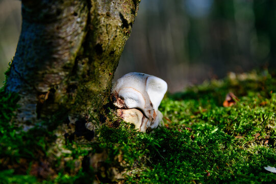 Unbekannter Pilz an einem Baum mit Moos im Wald