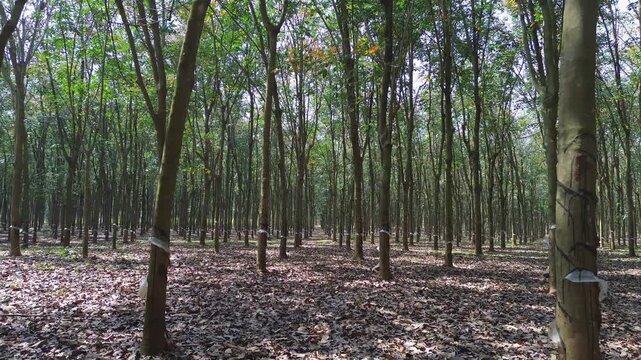 low-altitude drone flythrough through symmetrical rows of rubber trees in a rubber plantation, Southern Vietnam, Southeast Asia, monoculture agriculture, latex production