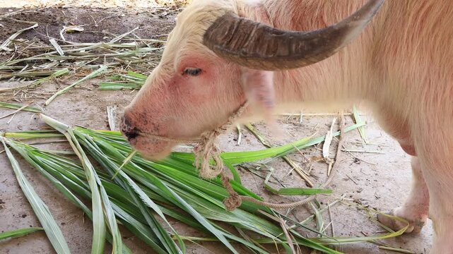 Footage of a Beautiful Thai White Buffalo Feeding on Green Grass