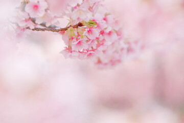 Fototapeta premium 春に満開の河津桜