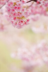 Fototapeta premium 春に満開の河津桜