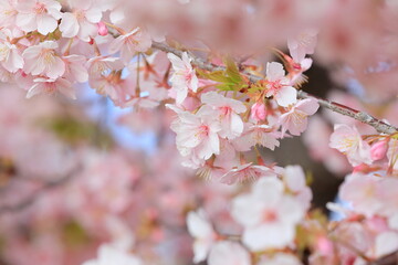 Obraz premium 春に満開の河津桜