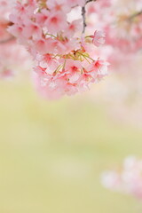 春に満開の河津桜