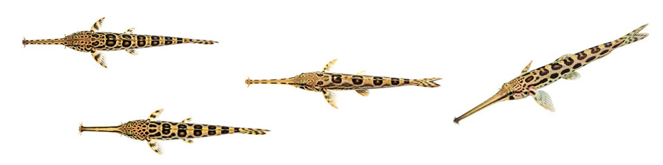 Obraz premium Collection of Four Small Fish with Striped Patterns on White Background.