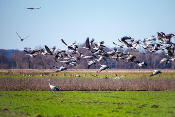 Fototapeta premium Startender Kranichschwarm über Wiesen der Norddeutschen Tiefebene – Kraniche (Grus grus) starten während des Vogelzugs gemeinsam von einem Rastplatz im Dümmer-Weserland.