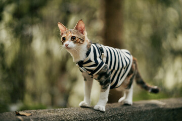Cat in Striped Outfit Walking on Leash © Nori