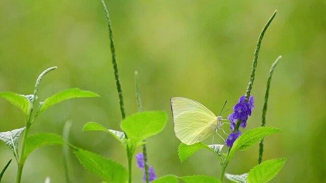 A pale yellow butterfly in slow motion, pausing gently on a purple flower spike with soft green blurred leaves in the background, then flying away in a dreamy garden light