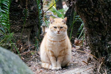 Alert ginger tabby cat looking at camera in the bushes near Yasaka Shrine. © SIOU CYUAN LIANG