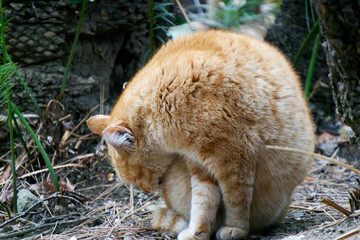Ginger tabby cat licking its fur and grooming in a natural outdoor setting. © SIOU CYUAN LIANG