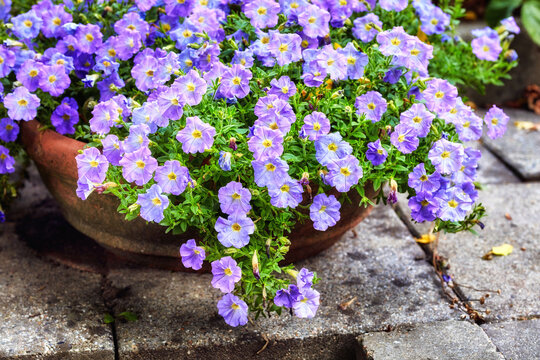 Pot, garden and purple flowers in nature with growth, ecology and bloom for sustainability. Floral, petals and plants at backyard outdoor, leaves or decoration with blossom in spring with calibrachoa