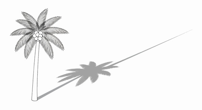 Stylized sketch of a palm tree with coconuts casting a long shadow