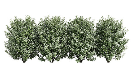 Evergreen, Shrub, Hedge, Bush, Plant, Green, Isolated row of realistic dense garden bushes for landscape design and architectural visualization on a black background for compositing.