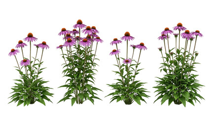 echinacea purpurea, purple coneflower, isolated, garden flowers, medicinal plant, herbal remedy, perennial vibrant clumps on black background for botany and wellness design.