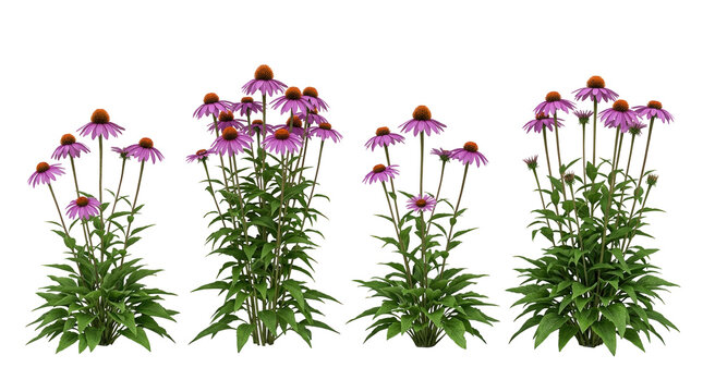 echinacea purpurea, purple coneflower, isolated, garden flowers, medicinal plant, herbal remedy, perennial vibrant clumps on black background for botany and wellness design.