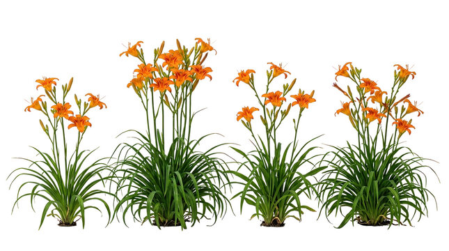 daylily, orange, flower, plant, botanical, isolated, nature clusters of Hemerocallis fulva with green foliage set against a black background for garden design and landscape elements.