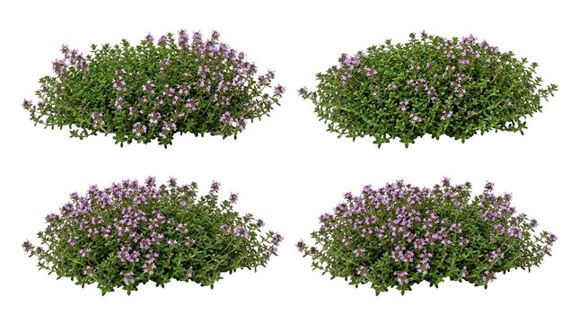 Creeping thyme, Thymus serpyllum, Purple flowers, Ground cover, Herbal plant, Garden flora, Isolated black background featuring flowering aromatic bushes for garden landscaping.