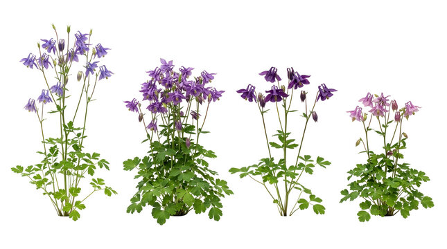 Columbine, Aquilegia, Flowers, Purple, Pink, Botanical, Garden. A collection of colorful Granny's Bonnet plants in a horizontal row isolated on a solid black background for design.
