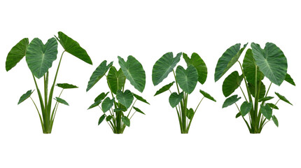 Elephant ear taro plant colocasia tropical foliage isolated green leaves exotic plant collection of four lush taro clusters for garden design and landscape projects.