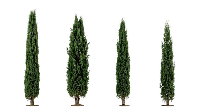 cypress, tree, isolated, black background, evergreen, mediterranean, tall set of four slender columnar Italian cypress trees for landscape design and architectural visualization