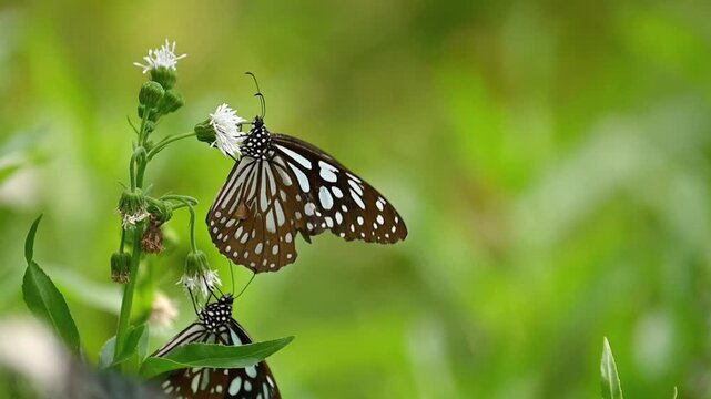 Two dark butterflies with light blue and white spots in slow motion, both feeding on white flowers, one briefly flying upward before returning, continuing to share nectar in a tranquil garden moment