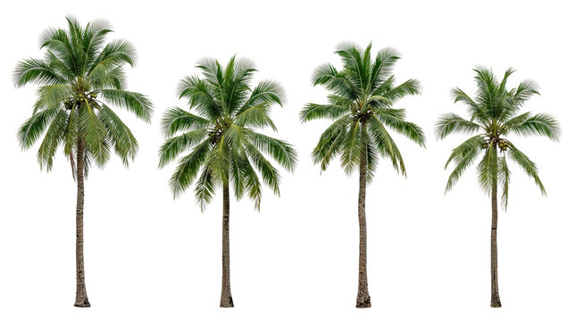 palm tree, coconut tree, isolated, tropical, nature, plant, tree set of four high resolution coconut palms with green foliage and tall trunks on black background for design work.