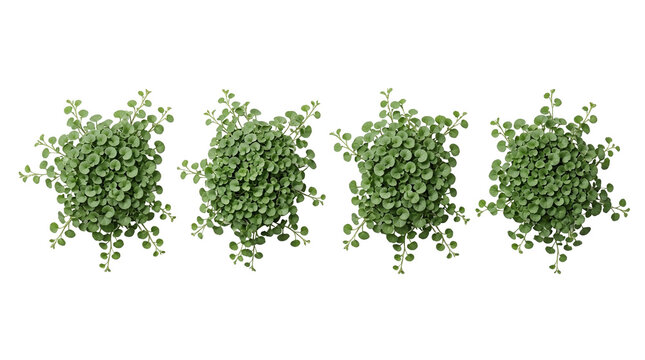 Dichondra repens, kidney weed, groundcover, green foliage, top view, isolated, black background. Four clusters of lush creeping plants perfect for landscaping and garden design.
