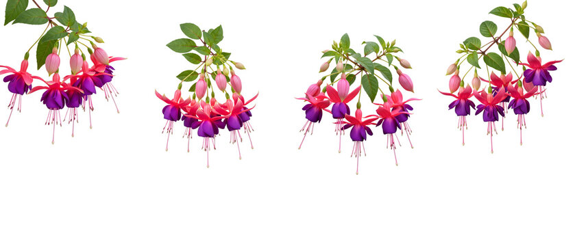 Delicate Fuchsia Flowers Hanging in Clusters on White Background.