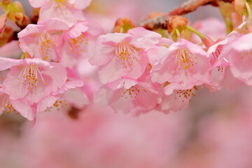 Fototapeta premium 春に満開の河津桜