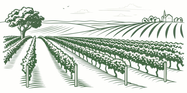 A green illustration of a vineyard with rows of grapevines and a tree Vector