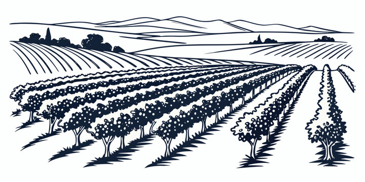 A black and white illustration of a vineyard with rows of grapevines Vector