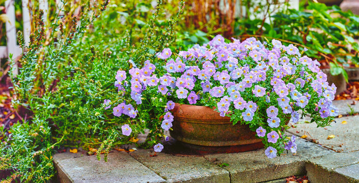 Outdoor, garden and flower pot at house, growth and sustainability of Bacopa, bloom and eco friendly. Green, backyard and plants in nature, empty and floral decoration for home, blossom or botany
