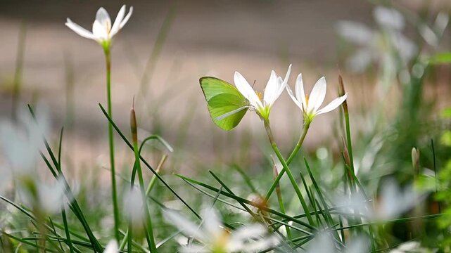 A pale green butterfly in slow motion, gently feeding on the nectar of a white flower with yellow center, surrounded by soft blurred grass and leaves, before flying away in a peaceful natural moment