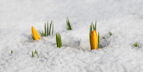 Naklejka premium Yellow crocus flowers and melting snow on a spring day
