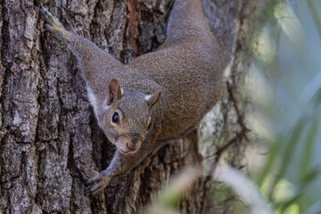 Cute brown squirrel in a tree at a wilderness park in Florida