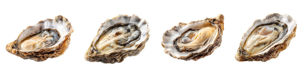 Fototapeta premium oysters isolated on transparent background - design element cut-out object