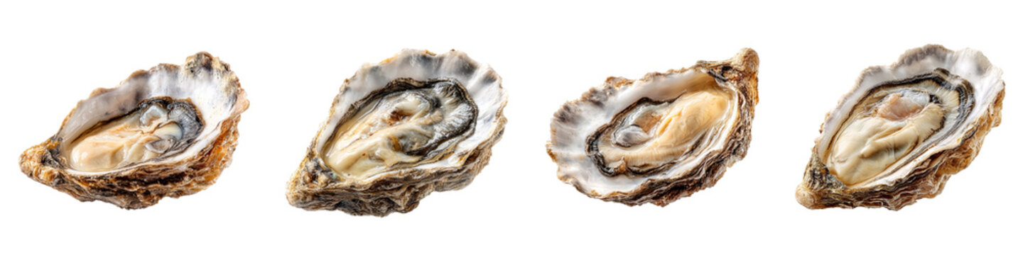 oysters isolated on transparent background - design element cut-out object